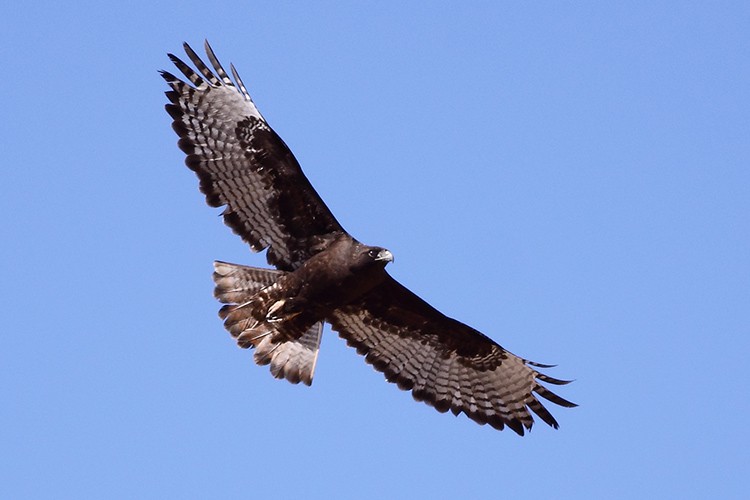 1-Harlan's Red-tailed Hawk