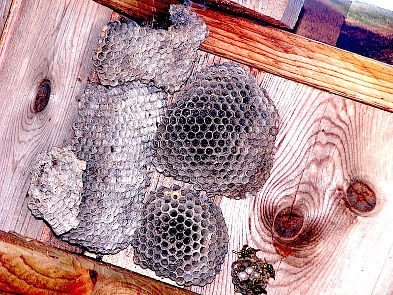 1Paper Wasp Nests