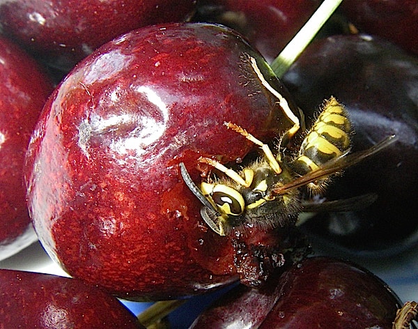 Fig.2 Wasp on Cherry