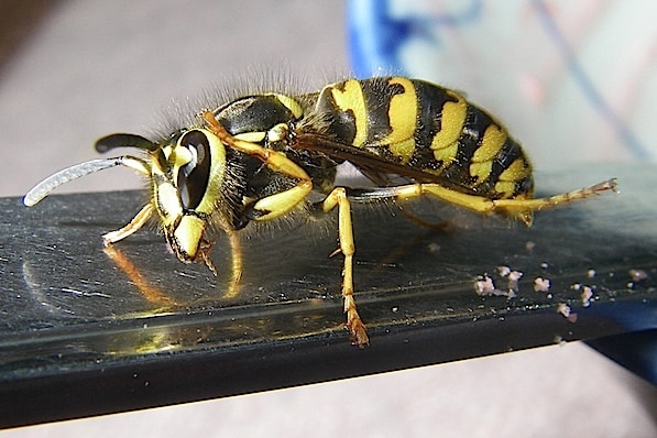 3 Wasp on Spoon