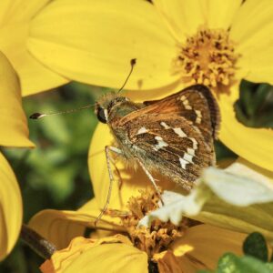 Silver-spotted skipper, July 30, 2020
