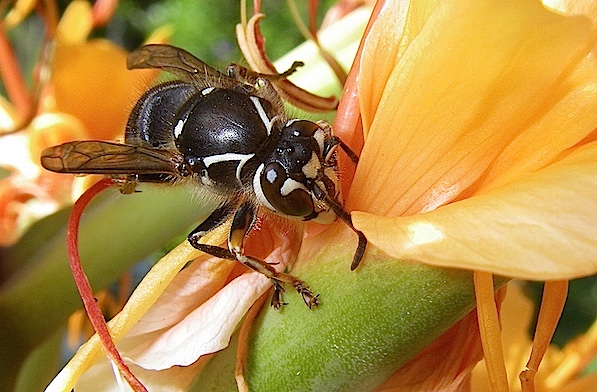 4 D.maculata