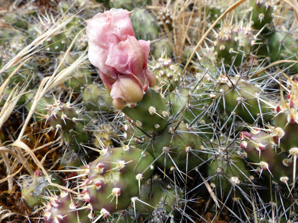 5-p1030133-prickly-cactus