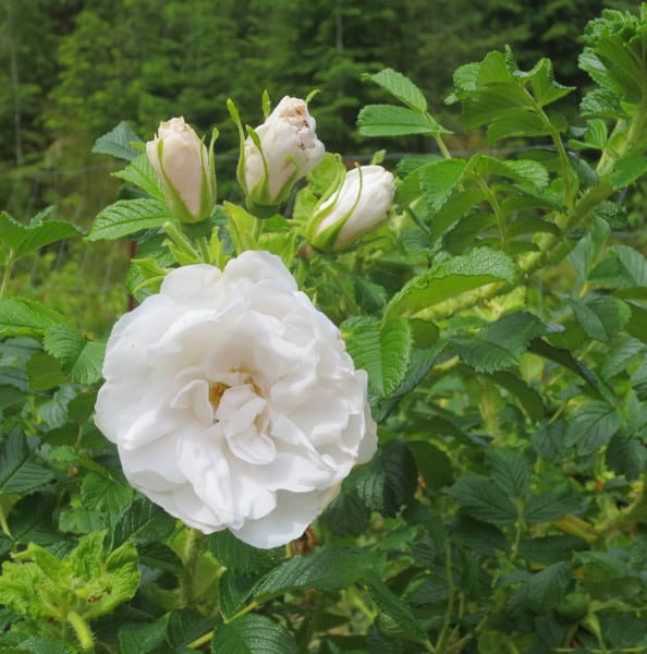 Blanc Double de Coubert Rose in the Museum's Heritage Garden