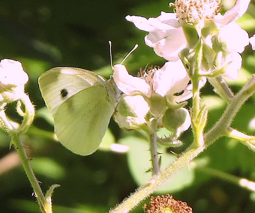 Cabbage white (Pieris rapae), spotted by Christian Gronau on June 17, 2018, feeding on a blackberry thicket. Southpoint area, Cortes Island.