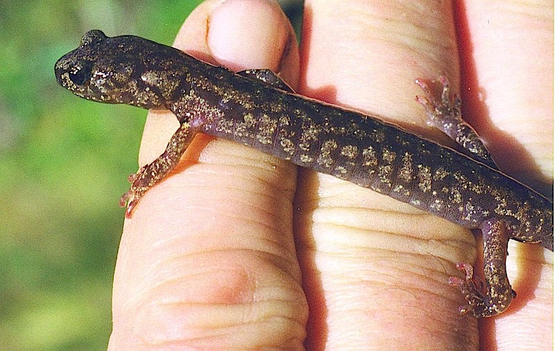 Fig.1-Salamander