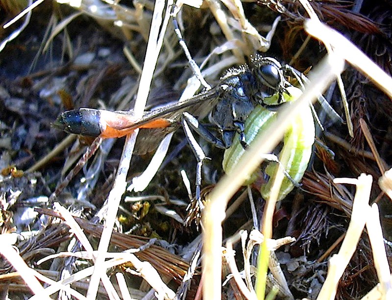 Fig.3 (Ch. Gronau) Digger Wasp with caterpillar prey.