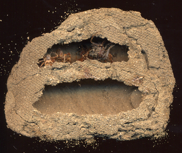 Fig.5 (Ch. Gronau) Detached Mud Dauber nest, with remnants of larval food items (probably spiders) visible in upper chamber. Overall width ca. 4 cm. 
