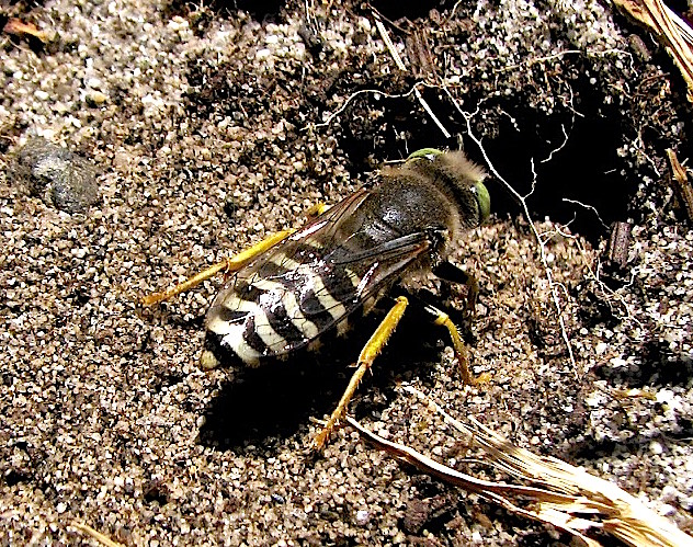 Fig.7 (Ch. Gronau) Closely related to the Sphecidae, here is another Wasp fond of digging : Bembix americana, appropriately referred to as the Sand Wasp (family Crabronidae).