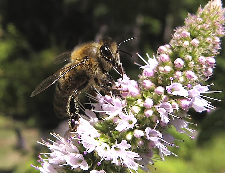 Fig.8 (Ch. Gronau) Honey Bee on Mint flowers.