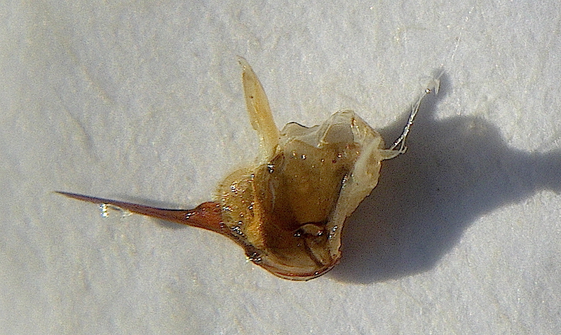 Fig.9 (Ch. Gronau) Honey Bee stinging apparatus with the filamentous venom glands, the venom sack and bulb, the sting palpi and muscles. A drop of venom clings to the stinger itself.