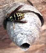 Fig.4 a young queen of Dolichovespula arenaria, the Sandhills Hornet, working on her early-summer start-up nest. (Photograph taken elsewhere.)