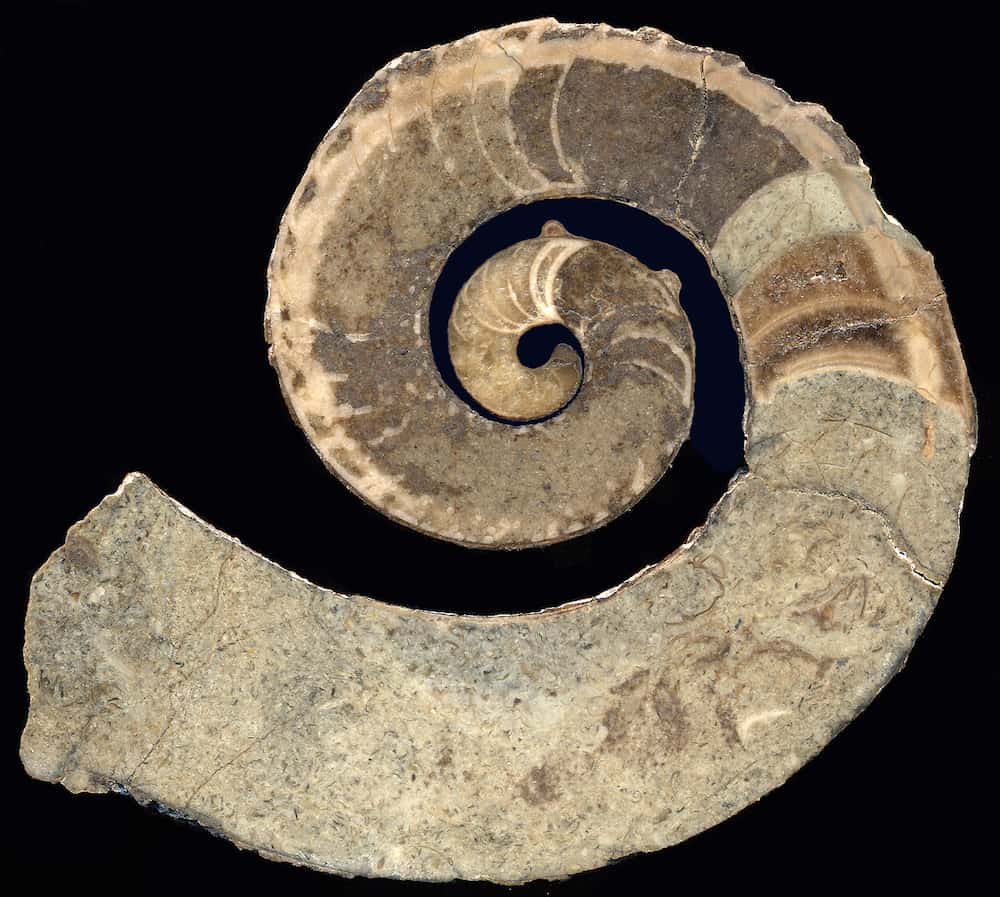 fossils-fig-4