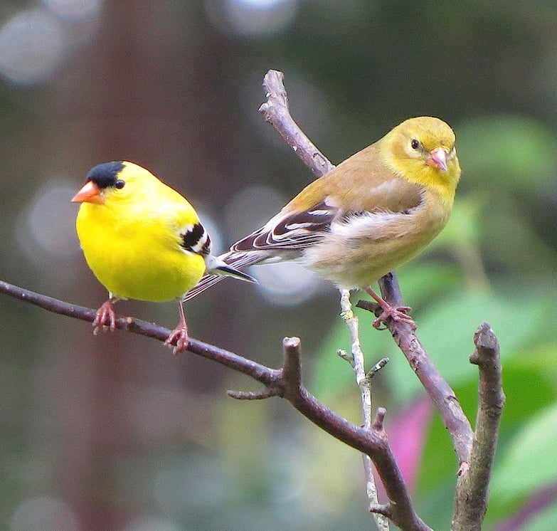 Gold Finches. Cortes Island Spring Bird Count, 7 May 2022. Photo Christian Gronau