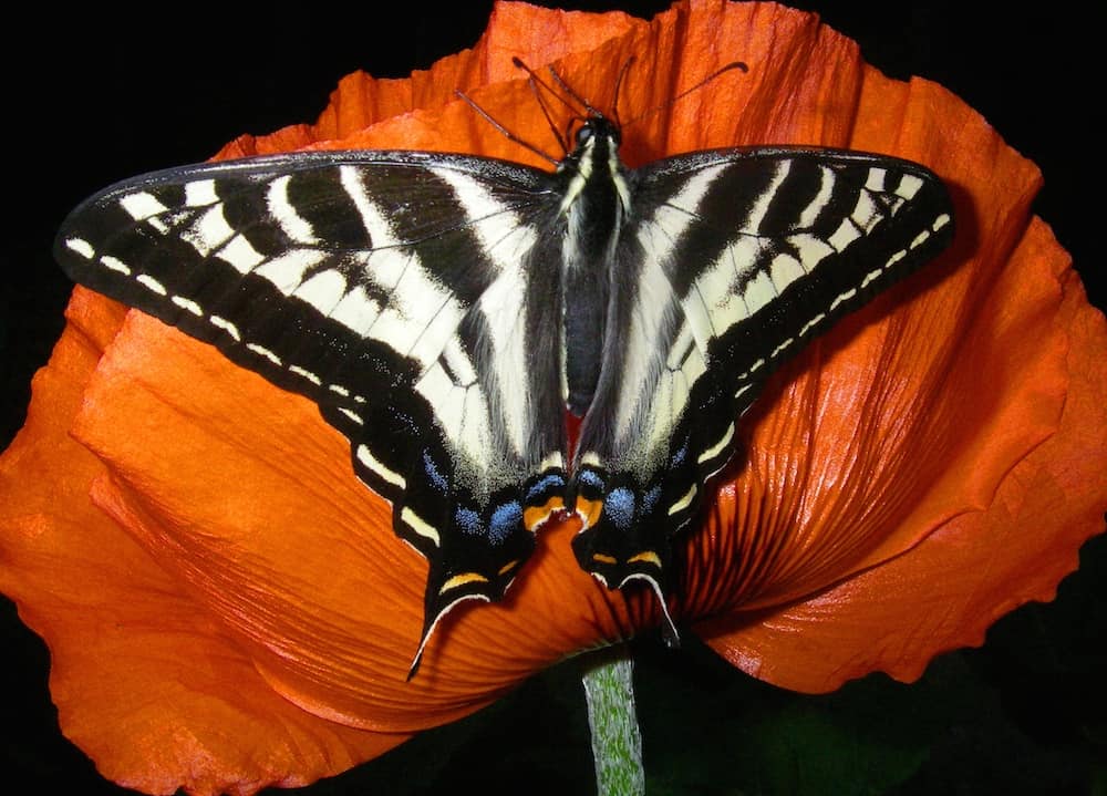 Pale Swallowtail, with the orange colour of the crescent in question very prominent, South east end of Gorge Harbour, 2011