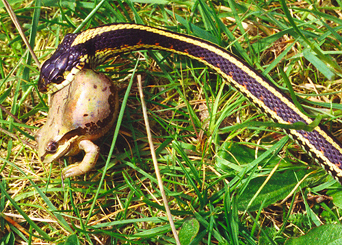 snakefrog