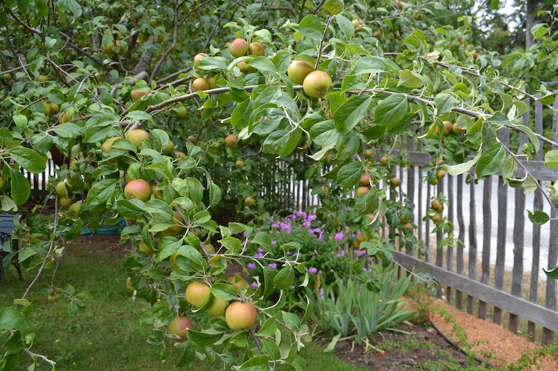 Russet Apple Tree Photo by Margot McLaren