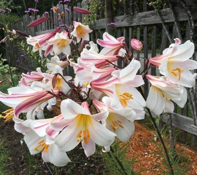 Lilies – Living History