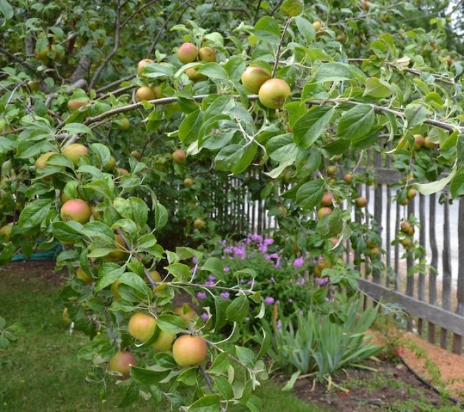 Heritage Apple Trees – Living History