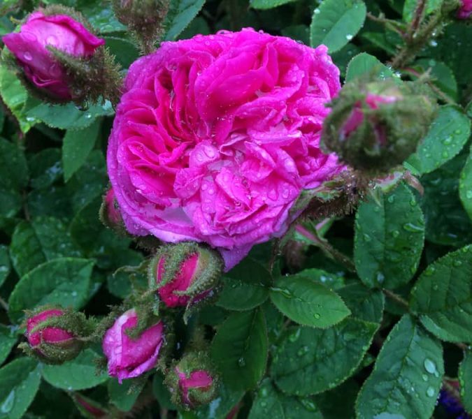 Heritage Garden – Roses About to Bloom!