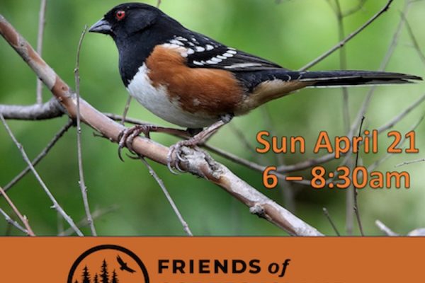 Bird Song & Breakfast Pie – April 21